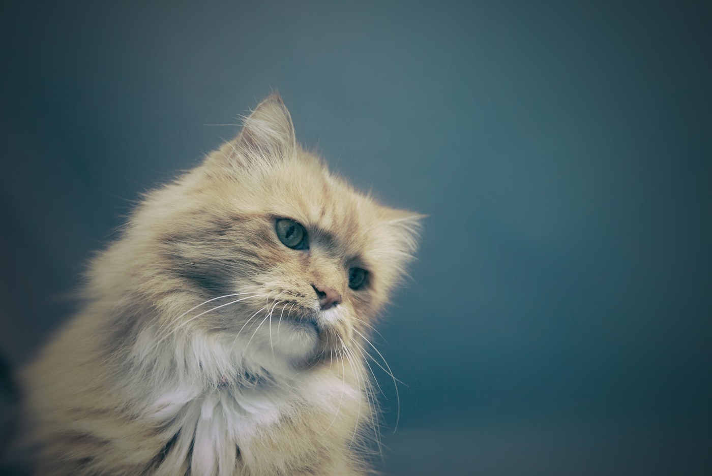 A fluffy grey cat