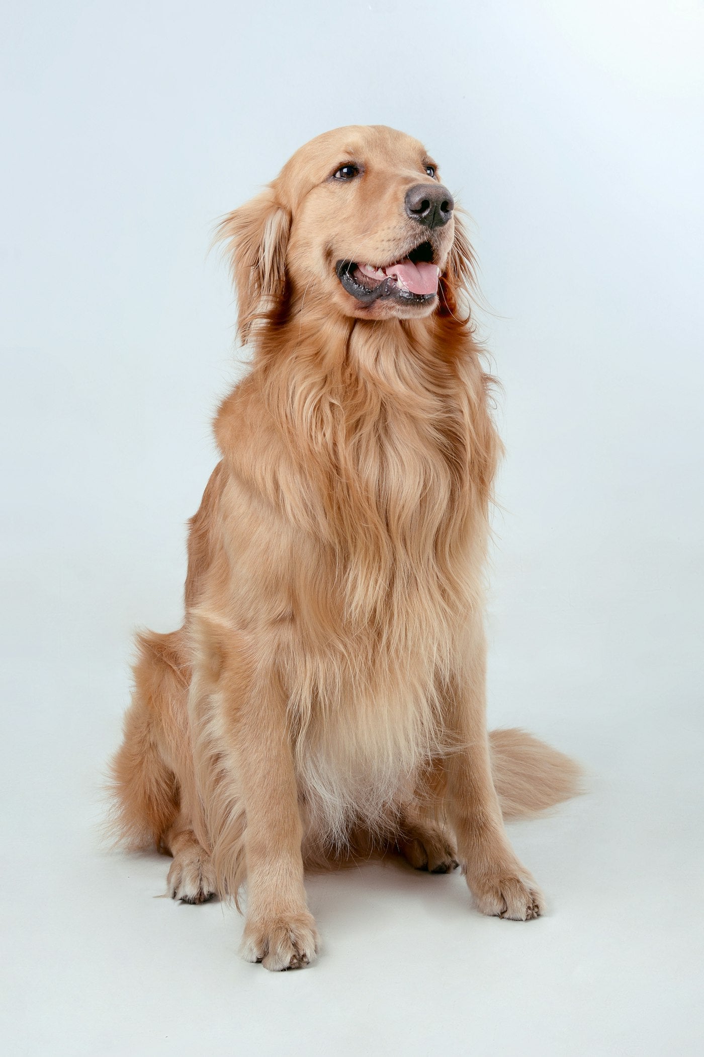 A happy golden retriever smiling outdoors