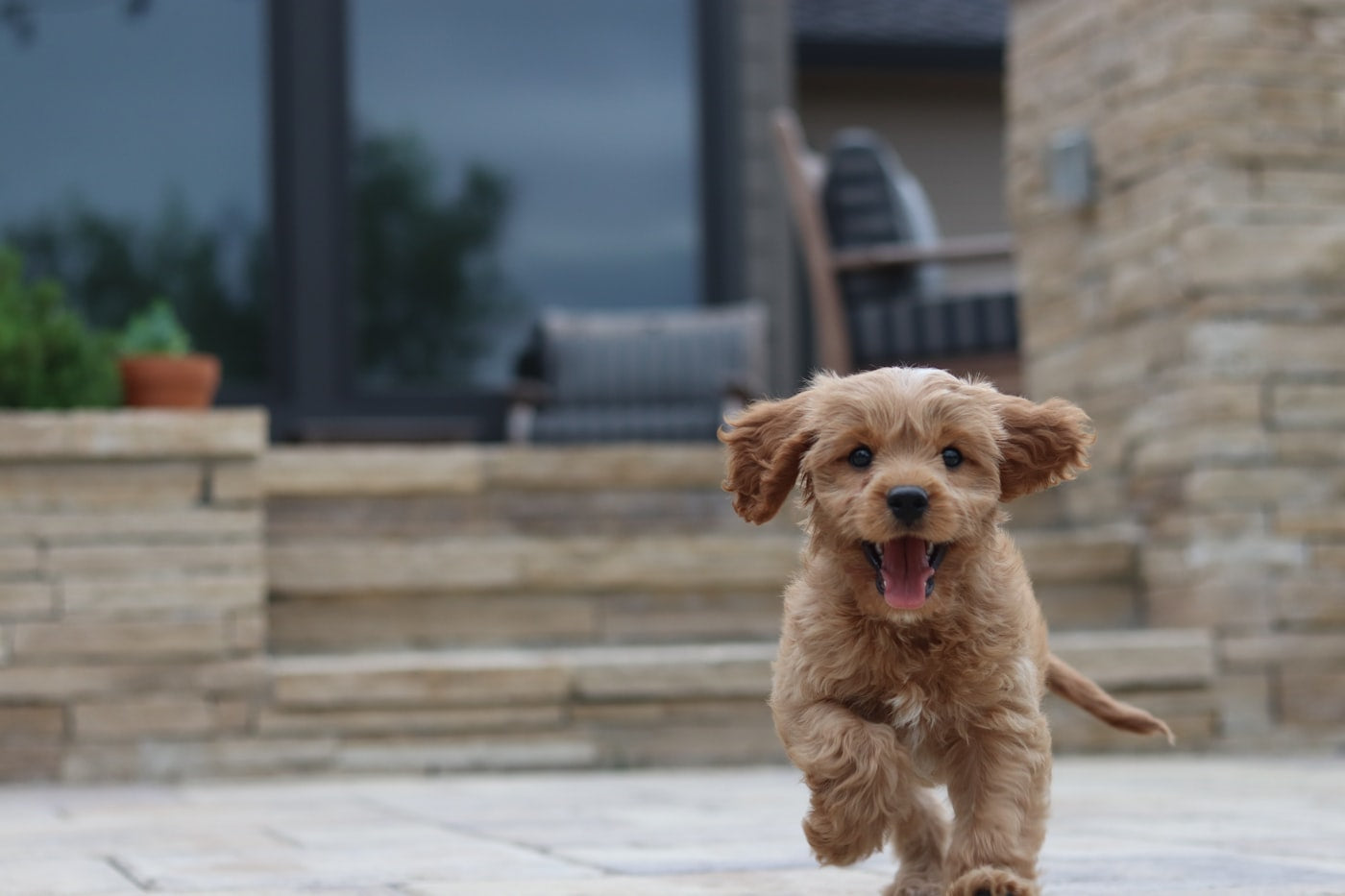 A curious brown puppy